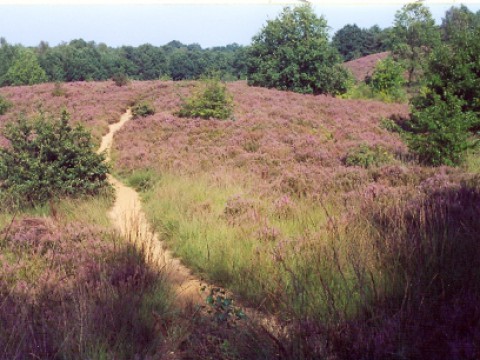 's Hertogenheide